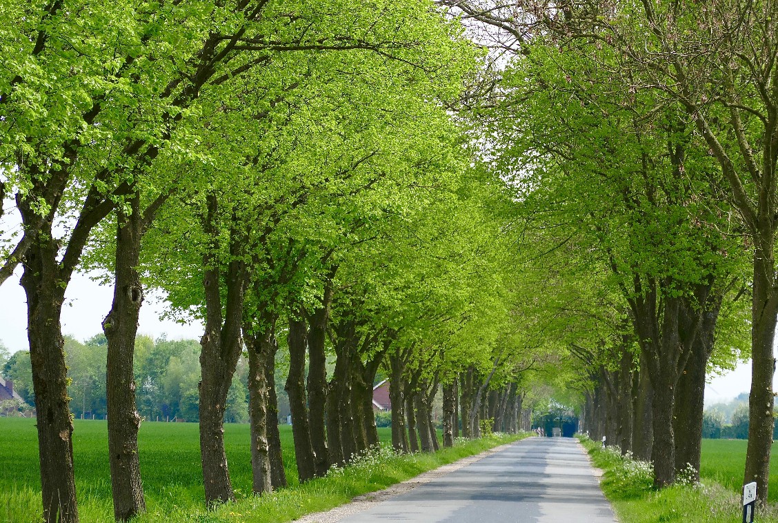 Der See am Schafweg Der See am Schafweg